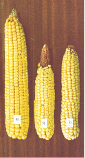Початок базисной гибрид-ной С-комбинации (а) и полученные на ее основе автодиплоидные линии кукурузы (1, 2)